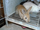 Conejos caseros - mejor precio | unprecio.es