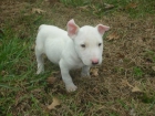 CUMPLIR CON ESTE LINDO Y ADORABLE CACHORRO BULL TERRIER PARA SU ADOPCION. - mejor precio | unprecio.es