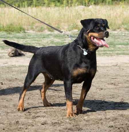 Impresionante camada de  rottweiler, cachorros disponibles.