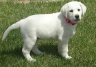 Regalo Preciosos cachorros de labrador retriever - mejor precio | unprecio.es
