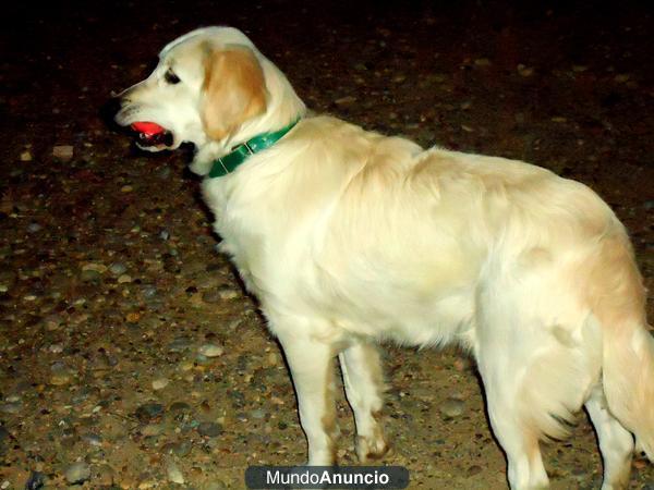 se regala cruze de golden retriever y labrador de un año