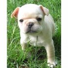 vendo cachorros bulldog frances - España - mejor precio | unprecio.es