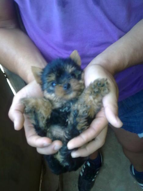 YORKSHIRE TOY YORKI TOY SON CACHORROS ESPECTACULARES 350€