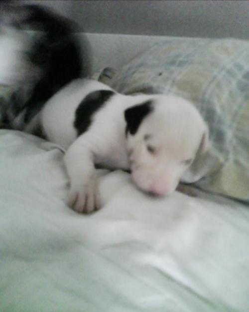@@@CACHORROS DE PIT BULL AMERICANO@@@