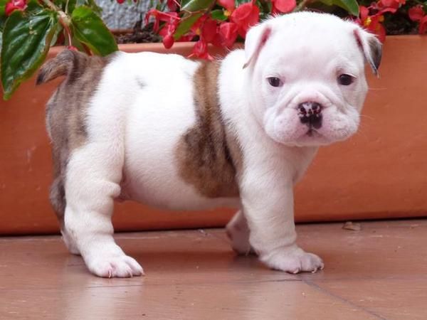 BULLDOG INGLES - Cachorros Nacionales con L.O.E