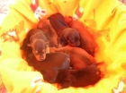 Cachorritos de Mini Pinscher con pedigree - mejor precio | unprecio.es