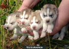 HUSKY SIBERIANO SIERRA DE GATA 651687273 LO MEJOR AL MEJOR PRECIO - mejor precio | unprecio.es