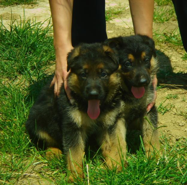Pastor alemancachorros espectaculares guardianes inteligentes 250€