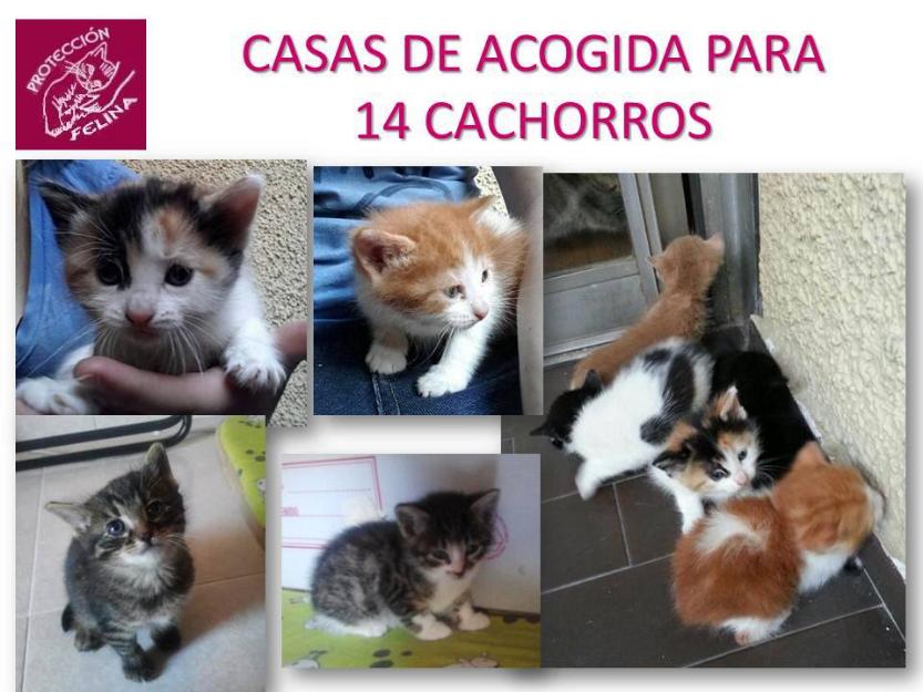 Se necesita casa de acogida urgente, es para bebés gatitos