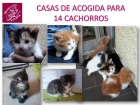 Se necesita casa de acogida urgente, es para bebés gatitos - mejor precio | unprecio.es