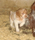 ULTIMOS CACHORROS ESPAGNEUL BRETON!!!! - mejor precio | unprecio.es
