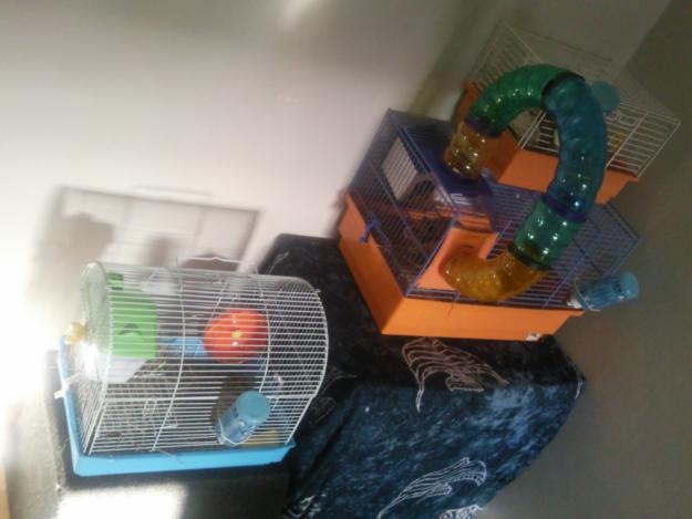 Vendo Tres jaulas de hamsters con todos sus acesorios y 8 hamsters buenos y muy bonitos