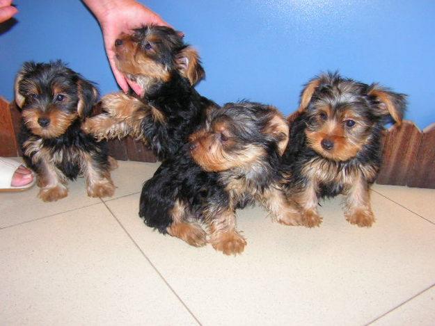 Yorkshire tres machitos. Fotos. Preciosos Muy buen precio