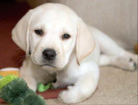 Cachorros de labrador retriever