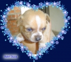 Chihuahuas dos preciosas hembras en venta de particular - mejor precio | unprecio.es