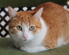 GATA Dorys extra mimosa y confiada ¿la adoptas? - mejor precio | unprecio.es
