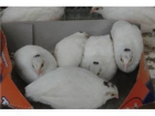 HUEVOS DE CODORNICES BLANCAS - mejor precio | unprecio.es