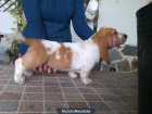machos bicolores basset hound - mejor precio | unprecio.es