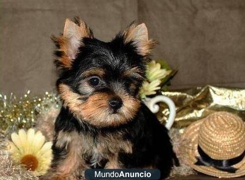 Regalo Tengo dos amantes de Yorkie cachorros para dar en adopción