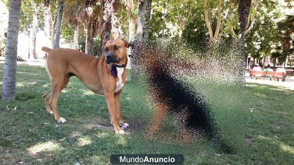 SE BUSCA BOXER O CRUCE DE BOXER PARA MONTA