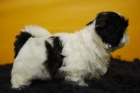 shit tzu altisima caliada, muy peluditos - mejor precio | unprecio.es