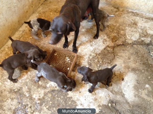 Vendo cachorros de Braco Aleman