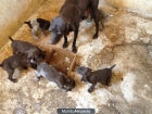 Vendo cachorros de Braco Aleman - mejor precio | unprecio.es