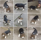 Beagle cachorro listo para hacer un buen hogar. - mejor precio | unprecio.es