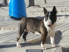 Bull-terrier miniatura de Valdehierro macho en montas - mejor precio | unprecio.es