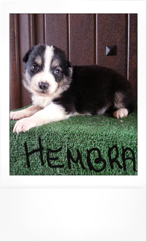 Cachorros border collie