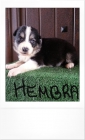 Cachorros border collie - mejor precio | unprecio.es