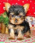 Económicos Yorkshire, cachorros de dos meses - mejor precio | unprecio.es