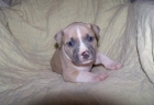 la adopción libre de American Pit Bull Dog - 10 semanas de edad - mejor precio | unprecio.es