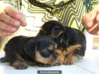 Preciosos Cachorros de Yorkshire Terrier Mini - mejor precio | unprecio.es