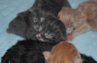 Se venden gatitos Maine coon - mejor precio | unprecio.es