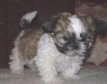 SHIH  TZU   330   c/u  OFERTA
