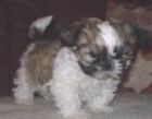SHIH TZU 330 c/u OFERTA - mejor precio | unprecio.es