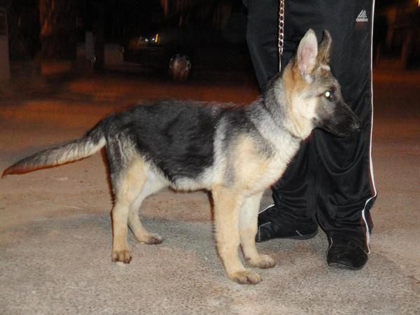 vendo cachorra de pastor aleman con pedigrie del loe