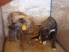 vendo pareja de alanos - mejor precio | unprecio.es