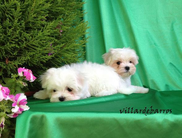 Bichon Maltes