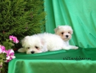 Bichon Maltes - mejor precio | unprecio.es
