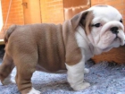 Bulldog Inglés cachorros disponibles!! - mejor precio | unprecio.es