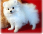 cachorro pomeranian de casa sorprendente. - mejor precio | unprecio.es