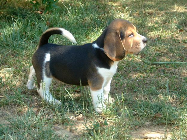 cachorros de beagle con excelente pedigree