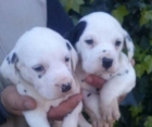cachorros de dalmata - mejor precio | unprecio.es