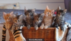 Dulces gatitos Maine Coon para la venta - mejor precio | unprecio.es
