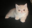 Gatitos gatos exoticos baratitos - mejor precio | unprecio.es