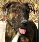 NIBA SE MERECE UN HOGAR. ADOPTALA!! - mejor precio | unprecio.es
