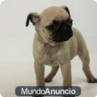 Regalo CARLINO HEMBRA - mejor precio | unprecio.es