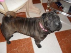 shar pei proxima camada - mejor precio | unprecio.es